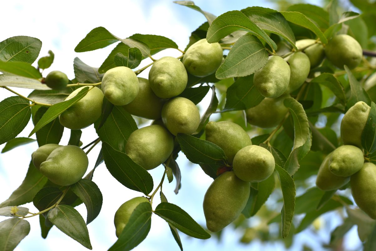 Top 5 Skin Benefits of Jojoba Oil - Organic Bath Co.